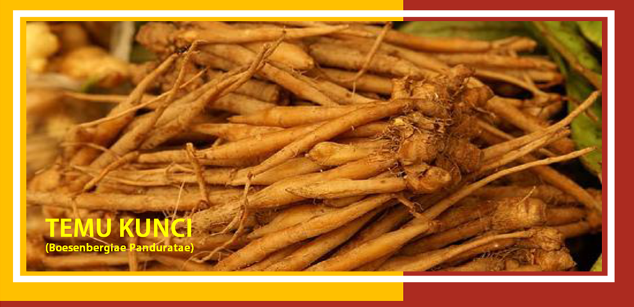 Khasiat Temu Kunci Obati Kanker Khasiat Temu Kunci Obati Kanker